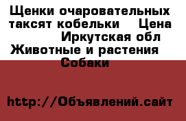 Щенки очаровательных таксят)кобельки) › Цена ­ 2 500 - Иркутская обл. Животные и растения » Собаки   